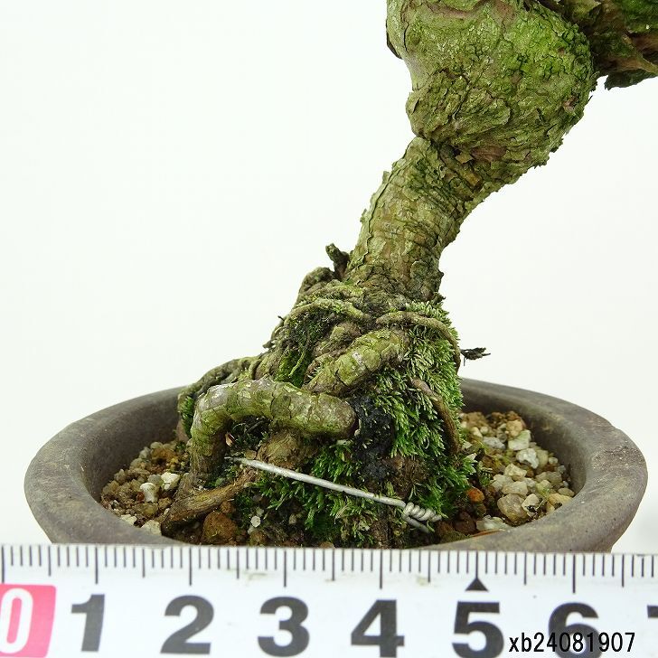 盆栽 松 五葉松 樹高 約21cm ごようまつ Pinus parviflora ゴヨウマツ マツ科 常緑針葉樹 観賞用 f1149955898