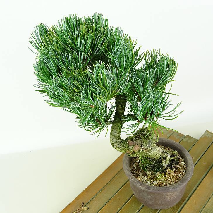 盆栽 松 五葉松 樹高 約21cm ごようまつ Pinus parviflora ゴヨウマツ マツ科 常緑針葉樹 観賞用 f1149955898