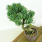 盆栽 松 五葉松 樹高 約21cm ごようまつ Pinus parviflora ゴヨウマツ マツ科 常緑針葉樹 観賞用 f1149955898