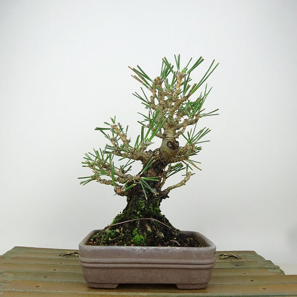 盆栽 松 黒松 樹高 約16cm くろまつ Pinus thunbergii クロマツ マツ科 常緑針葉樹 観賞用 小品 p1149958312