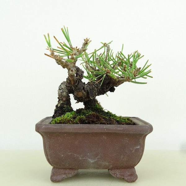 盆栽 松 黒松 樹高 約7cm くろまつ Pinus thunbergii クロマツ マツ科 常緑針葉樹 観賞用 小品 l1149965176