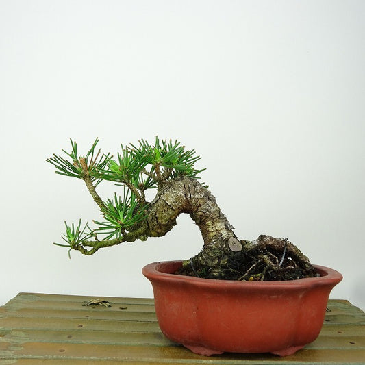 盆栽 松 黒松 樹高 約10cm くろまつ Pinus thunbergii クロマツ マツ科 常緑針葉樹 観賞用 小品 u1149977442