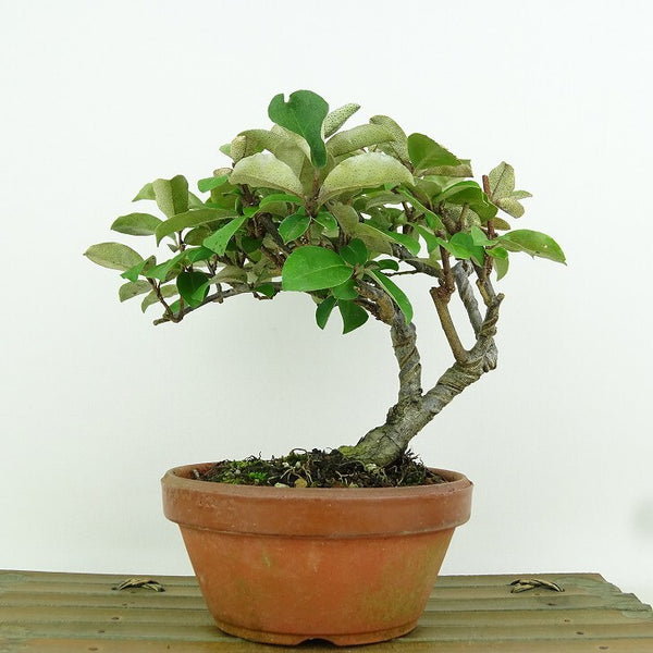 盆栽 夏茱萸 樹高 約15cm なつぐみ Elaeagnus multiflora ナツグミ グミ科 落葉樹 観賞用 小品 x1149966380