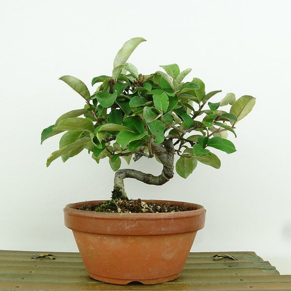 盆栽 夏茱萸 樹高 約15cm なつぐみ Elaeagnus multiflora ナツグミ グミ科 落葉樹 観賞用 小品 r1149953139