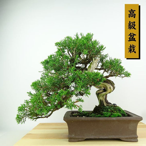 盆栽 真柏 樹高 約23cm しんぱく 高級盆栽 Juniperus chinensis シンパク “ジン シャリ” ヒノキ科 常緑樹 観賞用 f1149974712