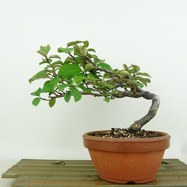 盆栽 夏 茱萸 樹高 約17cm なつぐみ Elaeagnus multiflora ナツグミ グミ科 落葉樹 観賞用 小品 p1149969814