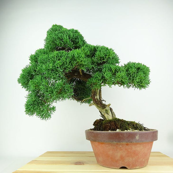 盆栽 真柏 樹高 約33cm しんぱく Juniperus chinensis シンパク “ジン シャリ” ヒノキ科 常緑樹 観賞用 o1149978050