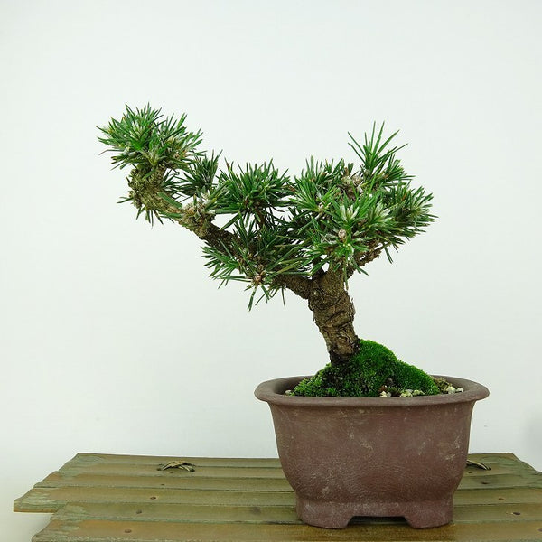 盆栽 松 黒松 樹高 約14cm くろまつ Pinus thunbergii クロマツ マツ科 常緑針葉樹 観賞用 小品 x1150599936