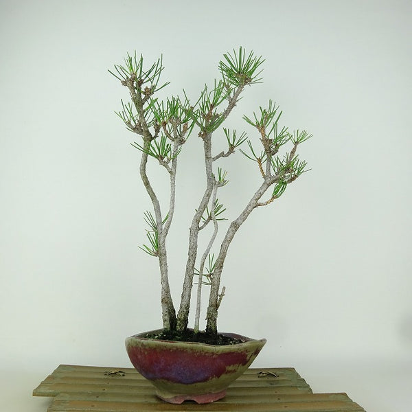 盆栽 松 黒松 樹高 約38cm くろまつ Pinus thunbergii クロマツ マツ科 常緑針葉樹 観賞用 l1150613269