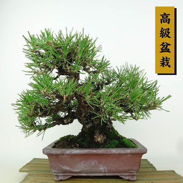 盆栽 松 黒松 樹高 約21cm くろまつ 高級盆栽 Pinus thunbergii クロマツ マツ科 常緑針葉樹 観賞用 f1150608024