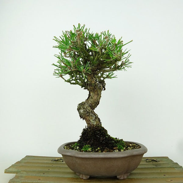 盆栽 松 黒松 樹高 約19cm くろまつ Pinus thunbergii クロマツ マツ科 常緑針葉樹 観賞用 小品 c1150597195