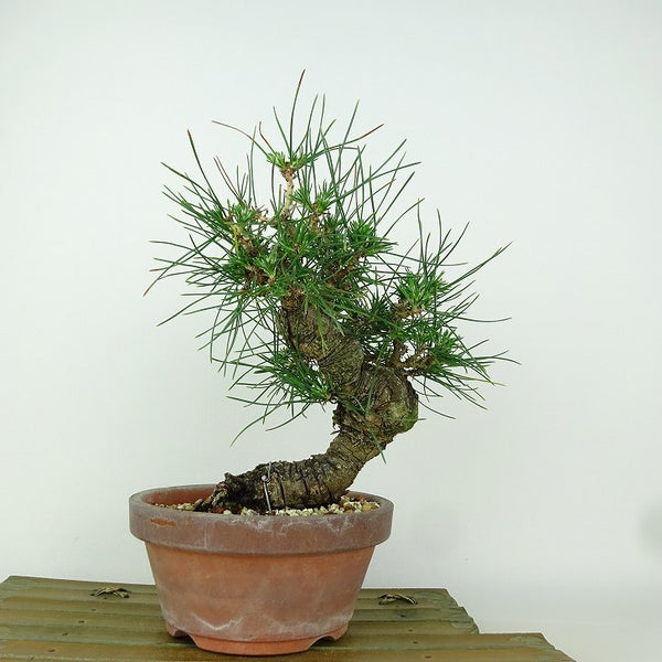 盆栽 松 黒松 樹高 約22cm くろまつ Pinus thunbergii クロマツ マツ科 常緑針葉樹 観賞用 x1150599095