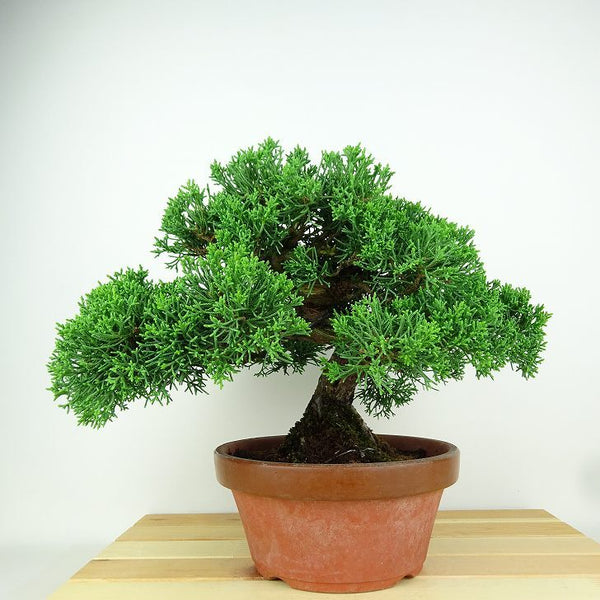 盆栽 真柏 樹高 22cm しんぱく Juniperus chinensis シンパク ヒノキ科 常緑樹 観賞用 1151440522