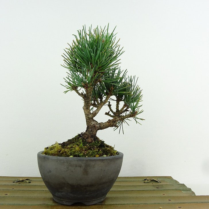 盆栽 松 五葉松 樹高 約14cm ごようまつ Pinus parviflora ゴヨウマツ マツ科 常緑針葉樹 観賞用 小品 l1151449637