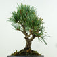 盆栽 松 五葉松 樹高 約14cm ごようまつ Pinus parviflora ゴヨウマツ マツ科 常緑針葉樹 観賞用 小品 l1151449637