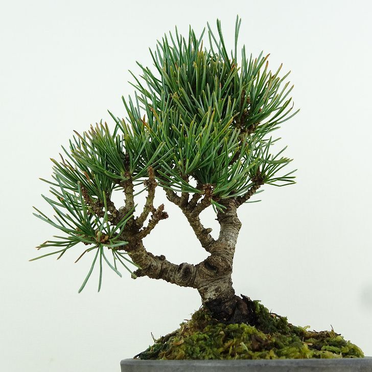 盆栽 松 五葉松 樹高 約14cm ごようまつ Pinus parviflora ゴヨウマツ マツ科 常緑針葉樹 観賞用 小品 l1151449637