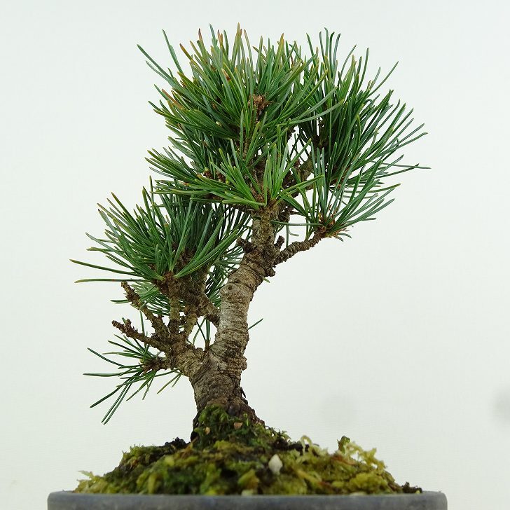 盆栽 松 五葉松 樹高 約14cm ごようまつ Pinus parviflora ゴヨウマツ マツ科 常緑針葉樹 観賞用 小品 l1151449637