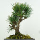 盆栽 松 五葉松 樹高 約14cm ごようまつ Pinus parviflora ゴヨウマツ マツ科 常緑針葉樹 観賞用 小品 l1151449637