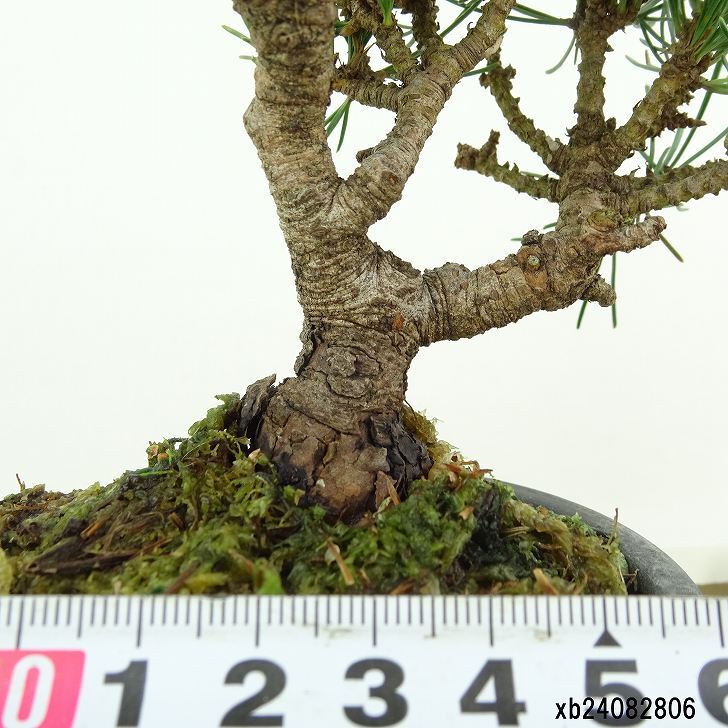 盆栽 松 五葉松 樹高 約14cm ごようまつ Pinus parviflora ゴヨウマツ マツ科 常緑針葉樹 観賞用 小品 l1151449637