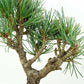 盆栽 松 五葉松 樹高 約14cm ごようまつ Pinus parviflora ゴヨウマツ マツ科 常緑針葉樹 観賞用 小品 l1151449637