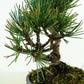 盆栽 松 五葉松 樹高 約14cm ごようまつ Pinus parviflora ゴヨウマツ マツ科 常緑針葉樹 観賞用 小品 l1151449637