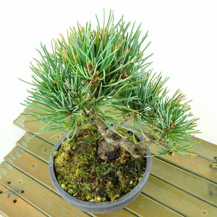 盆栽 松 五葉松 樹高 約14cm ごようまつ Pinus parviflora ゴヨウマツ マツ科 常緑針葉樹 観賞用 小品 l1151449637