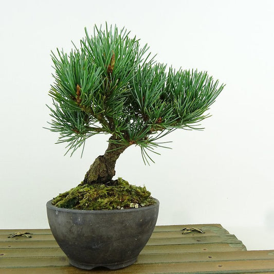 盆栽 松 五葉松 樹高 約16cm ごようまつ Pinus parviflora ゴヨウマツ マツ科 常緑針葉樹 観賞用 小品 t1151444282