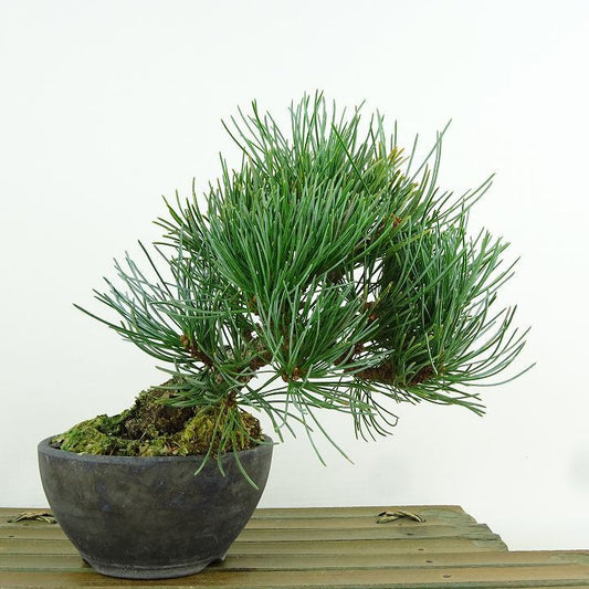 盆栽 松 五葉松 樹高 約15cm ごようまつ Pinus parviflora ゴヨウマツ マツ科 常緑針葉樹 観賞用 小品 v1151457982