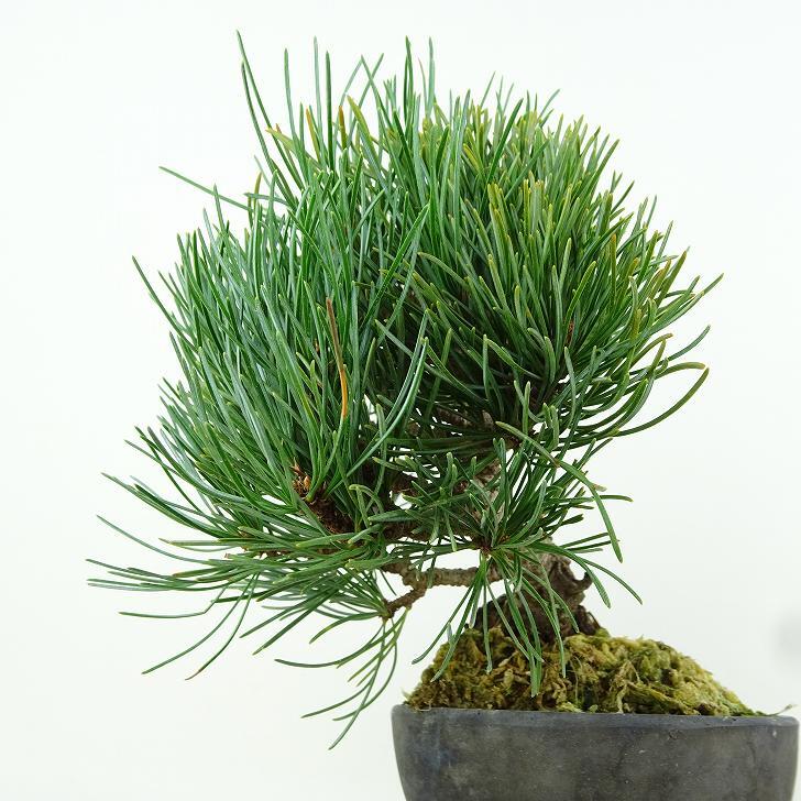 盆栽 松 五葉松 樹高 約15cm ごようまつ Pinus parviflora ゴヨウマツ マツ科 常緑針葉樹 観賞用 小品 v1151457982