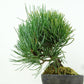 盆栽 松 五葉松 樹高 約15cm ごようまつ Pinus parviflora ゴヨウマツ マツ科 常緑針葉樹 観賞用 小品 v1151457982