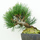 盆栽 松 五葉松 樹高 約15cm ごようまつ Pinus parviflora ゴヨウマツ マツ科 常緑針葉樹 観賞用 小品 v1151457982