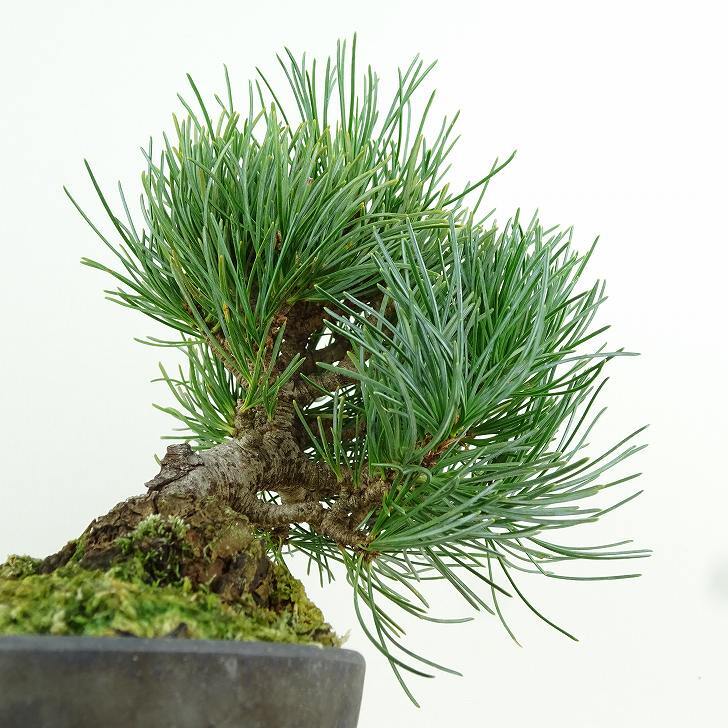 盆栽 松 五葉松 樹高 約15cm ごようまつ Pinus parviflora ゴヨウマツ マツ科 常緑針葉樹 観賞用 小品 v1151457982