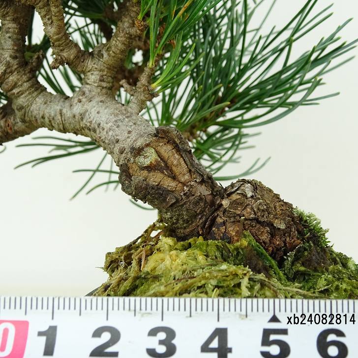 盆栽 松 五葉松 樹高 約15cm ごようまつ Pinus parviflora ゴヨウマツ マツ科 常緑針葉樹 観賞用 小品 v1151457982