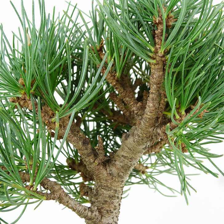 盆栽 松 五葉松 樹高 約15cm ごようまつ Pinus parviflora ゴヨウマツ マツ科 常緑針葉樹 観賞用 小品 v1151457982