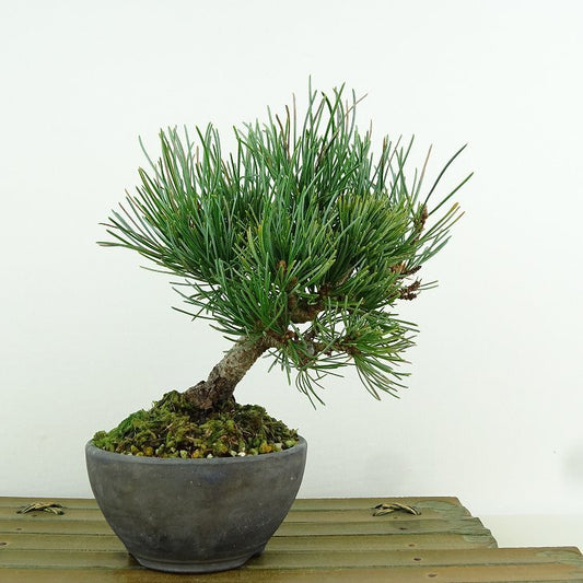 盆栽 松 五葉松 樹高 約15cm ごようまつ Pinus parviflora ゴヨウマツ マツ科 常緑針葉樹 観賞用 小品 q1151445335