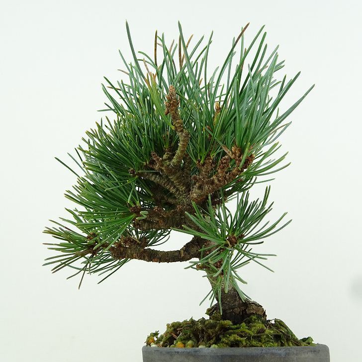 盆栽 松 五葉松 樹高 約15cm ごようまつ Pinus parviflora ゴヨウマツ マツ科 常緑針葉樹 観賞用 小品 q1151445335