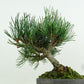 盆栽 松 五葉松 樹高 約15cm ごようまつ Pinus parviflora ゴヨウマツ マツ科 常緑針葉樹 観賞用 小品 q1151445335