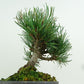 盆栽 松 五葉松 樹高 約15cm ごようまつ Pinus parviflora ゴヨウマツ マツ科 常緑針葉樹 観賞用 小品 q1151445335