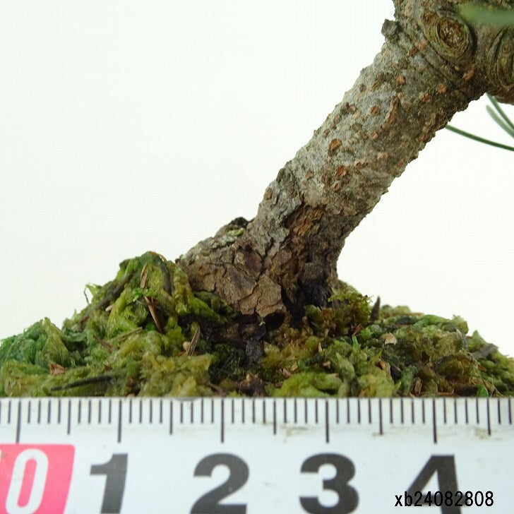 盆栽 松 五葉松 樹高 約15cm ごようまつ Pinus parviflora ゴヨウマツ マツ科 常緑針葉樹 観賞用 小品 q1151445335