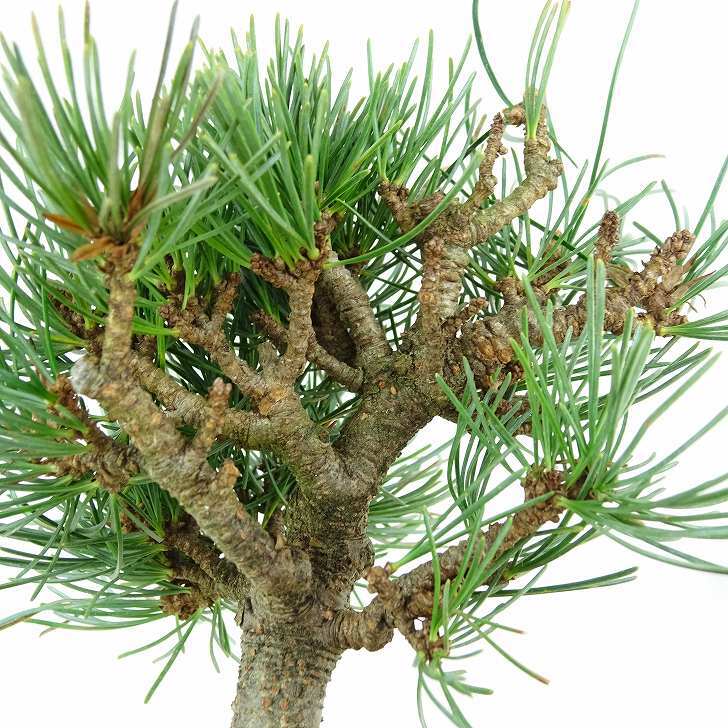 盆栽 松 五葉松 樹高 約15cm ごようまつ Pinus parviflora ゴヨウマツ マツ科 常緑針葉樹 観賞用 小品 q1151445335