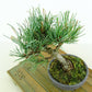 盆栽 松 五葉松 樹高 約15cm ごようまつ Pinus parviflora ゴヨウマツ マツ科 常緑針葉樹 観賞用 小品 q1151445335