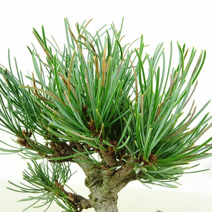 盆栽 松 五葉松 樹高 約15cm ごようまつ Pinus parviflora ゴヨウマツ マツ科 常緑針葉樹 観賞用 小品 q1151445335