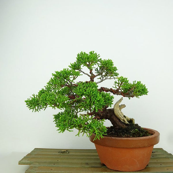 盆栽 真柏 樹高 14cm しんぱく Juniperus chinensis シンパク “ジン シャリ” ヒノキ科 常緑樹 観賞用 小品 t1151446334