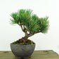 盆栽 松 五葉松 樹高 約13cm ごようまつ Pinus parviflora ゴヨウマツ マツ科 常緑針葉樹 観賞用 小品 t1151439694