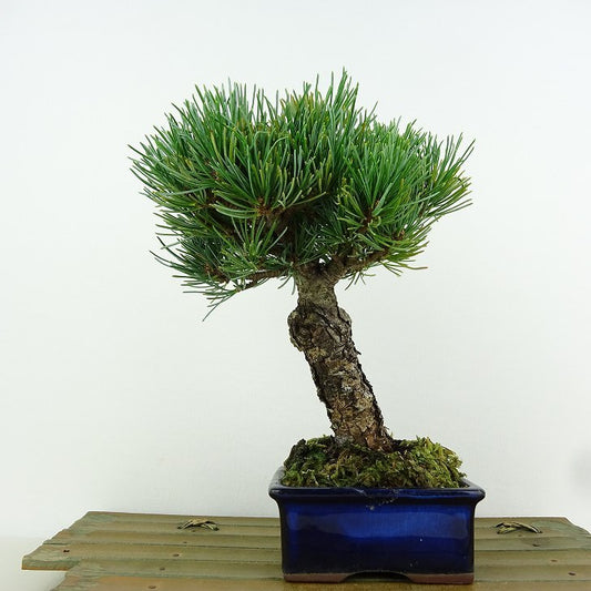 盆栽 松 五葉松 樹高 約19cm ごようまつ Pinus parviflora ゴヨウマツ マツ科 常緑針葉樹 観賞用 小品 g1151460487