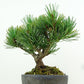 盆栽 松 五葉松 樹高 約13cm ごようまつ Pinus parviflora ゴヨウマツ マツ科 常緑針葉樹 観賞用 小品 t1151439694