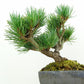 盆栽 松 五葉松 樹高 約13cm ごようまつ Pinus parviflora ゴヨウマツ マツ科 常緑針葉樹 観賞用 小品 t1151439694