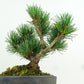 盆栽 松 五葉松 樹高 約13cm ごようまつ Pinus parviflora ゴヨウマツ マツ科 常緑針葉樹 観賞用 小品 t1151439694