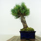 盆栽 松 五葉松 樹高 約19cm ごようまつ Pinus parviflora ゴヨウマツ マツ科 常緑針葉樹 観賞用 小品 g1151460487