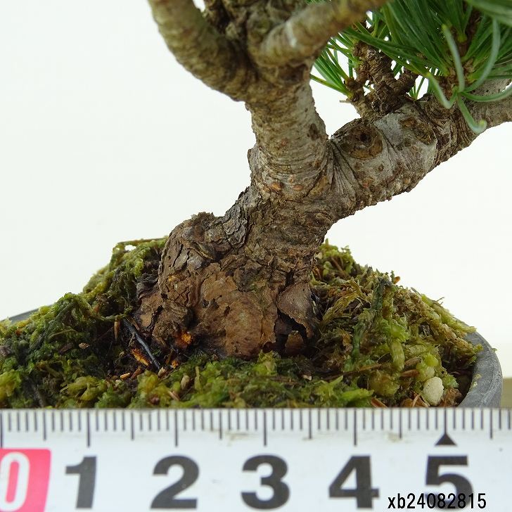 盆栽 松 五葉松 樹高 約13cm ごようまつ Pinus parviflora ゴヨウマツ マツ科 常緑針葉樹 観賞用 小品 t1151439694